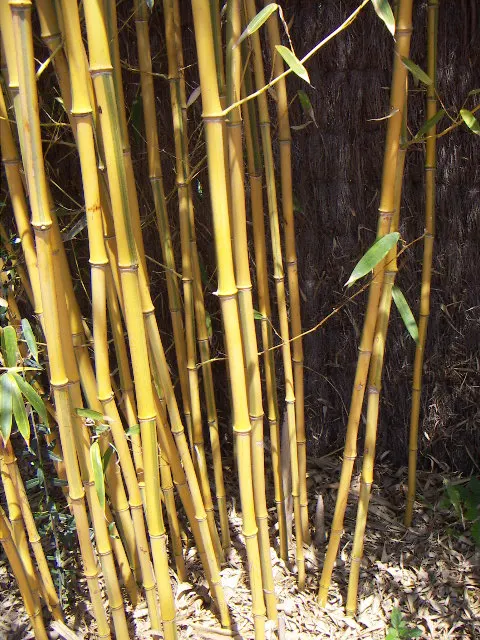 Bamboo Garden Chinese