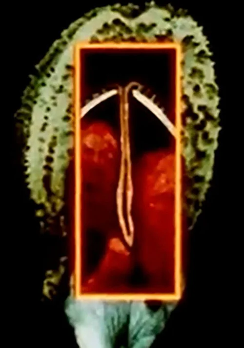Maternal Language Part 1: The Construction of Maternal Form & its Adaptation to Absent Sexual Vitality