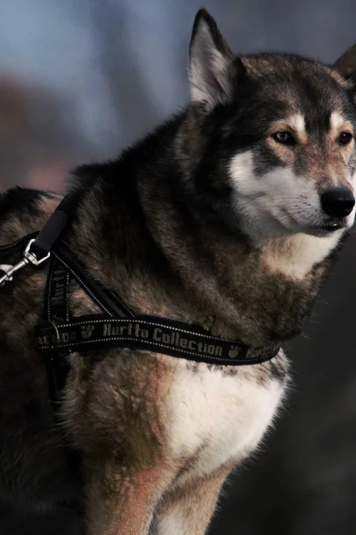 Dean is Dead