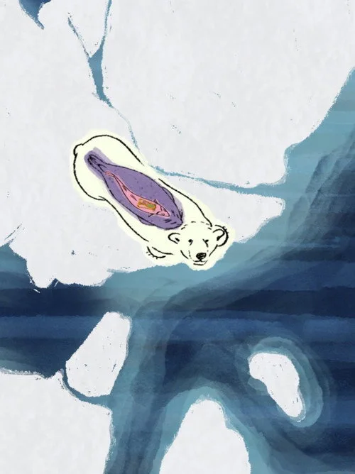 Arctic Shifts