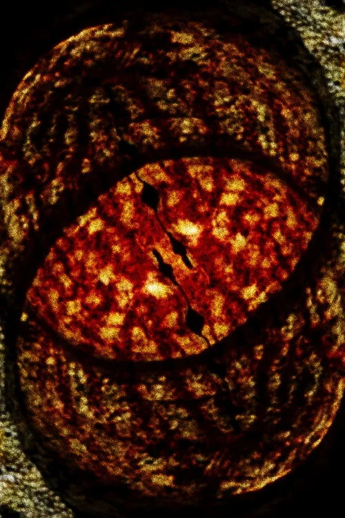 Salamanderfilm 2