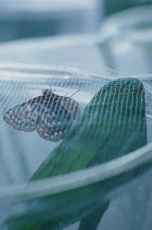 The Butterfly Lab