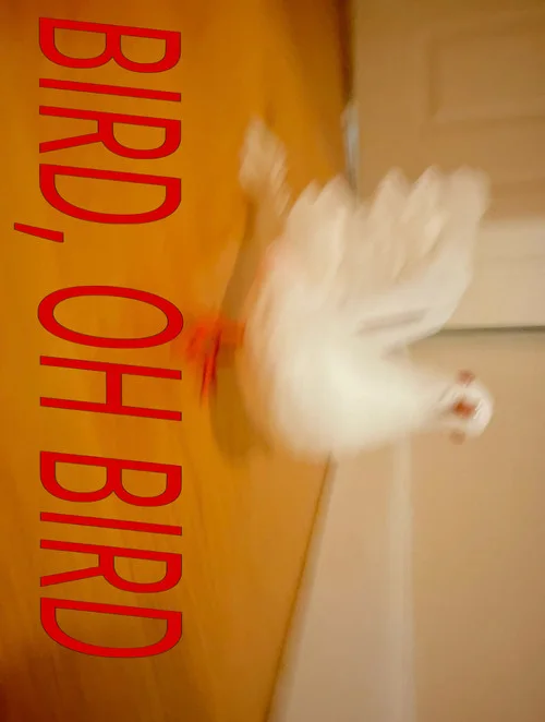 Bird, Oh Bird