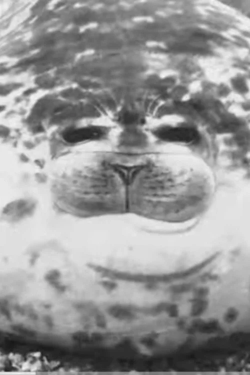 The Seal Clubber