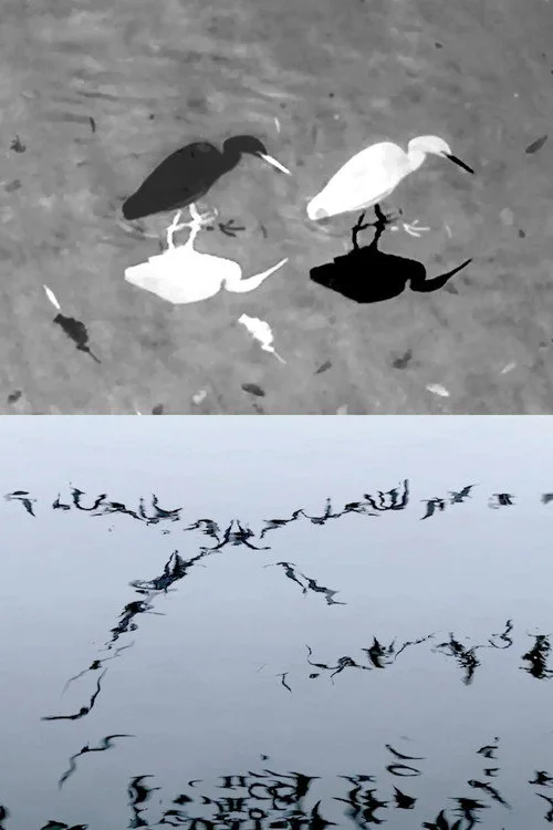 Animal Studies (Egret / Seagull Reflection / Midges / Spider / Swans in a Line)