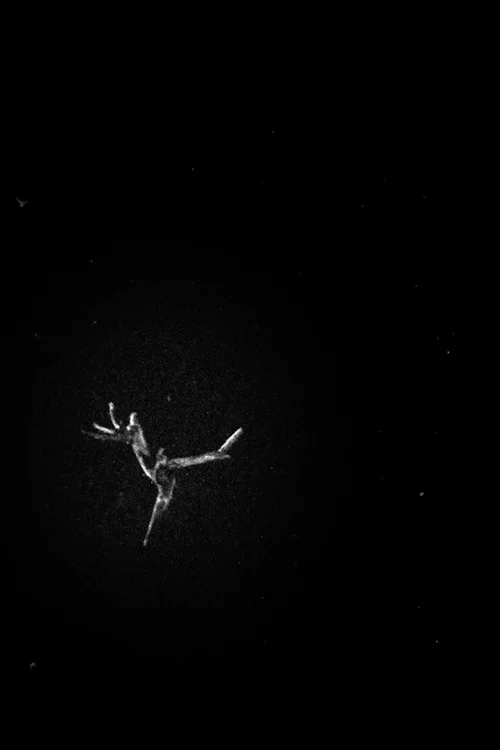 A Film About a Tree I Like