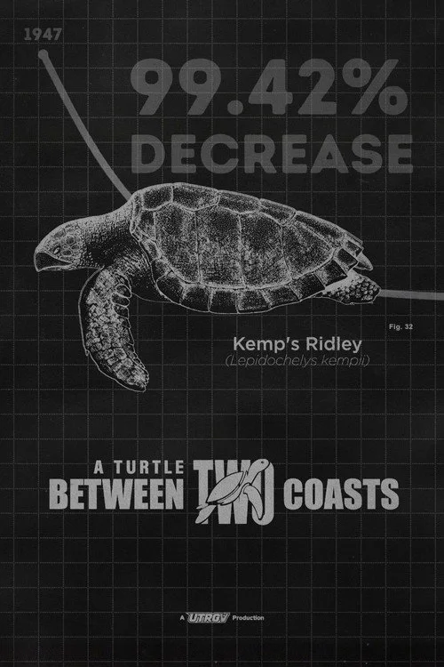 A Turtle Between Two Coasts