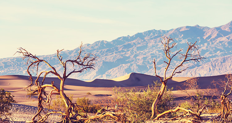 Amargosa Desert