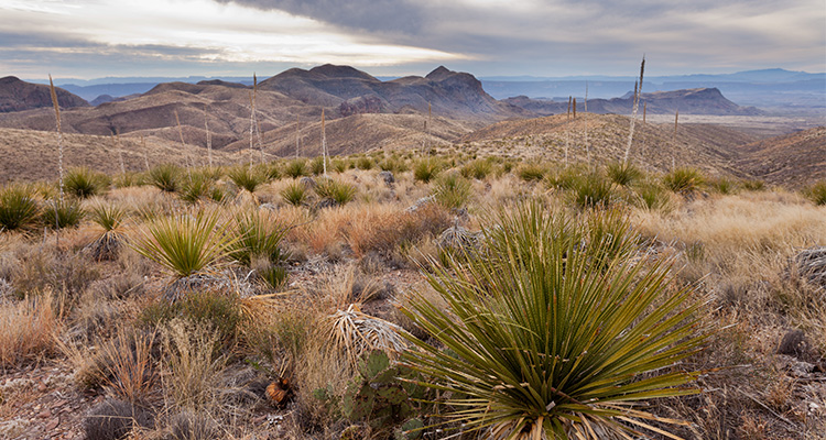 Chihuahuan Desert