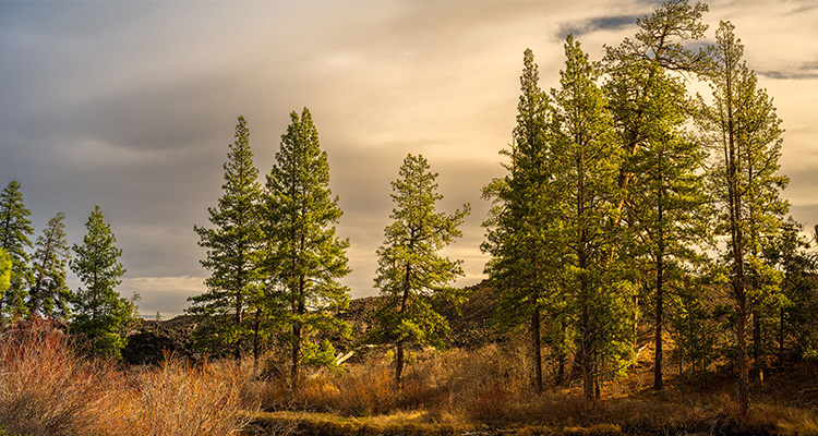 Deschutes National Forest
