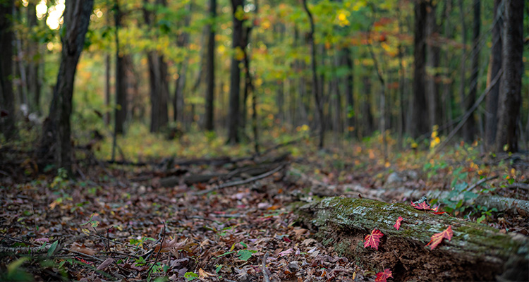 Hoosier National Forest