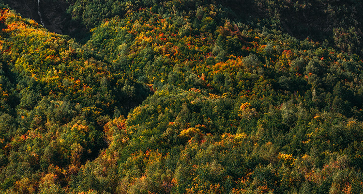 Monongahela National Forest