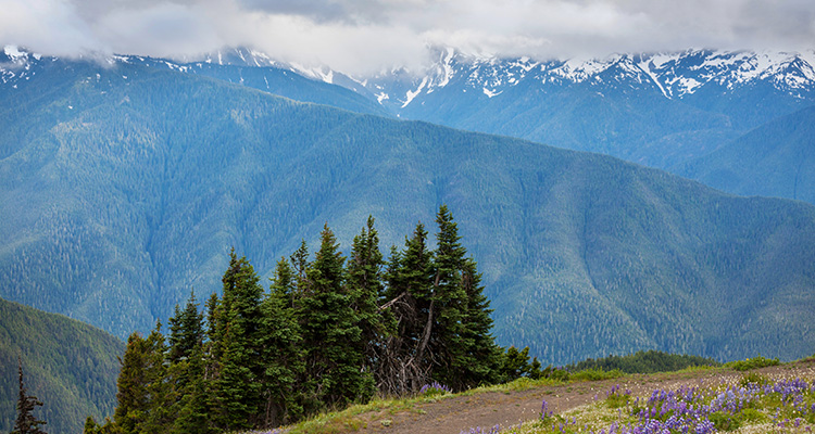 Olympic National Forest