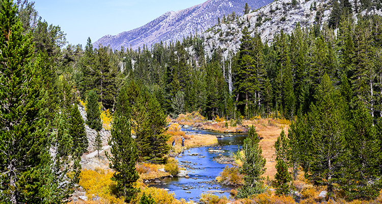 Sierra National Forest