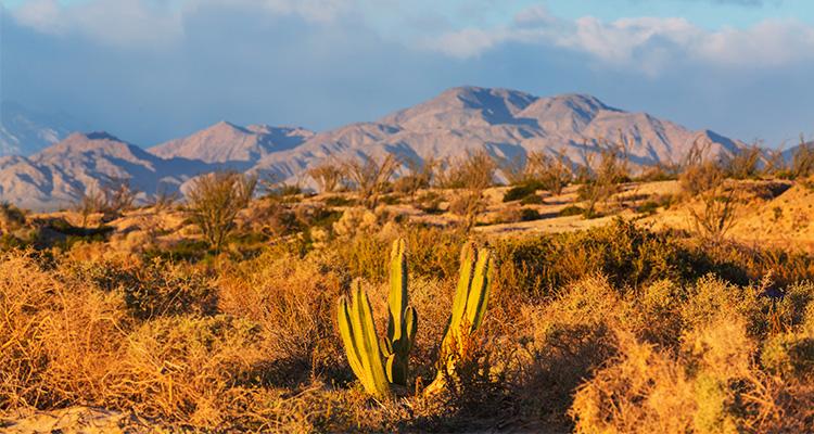 Sonoran Desert