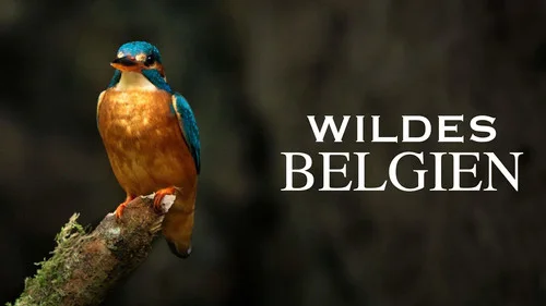 Wildes Belgien