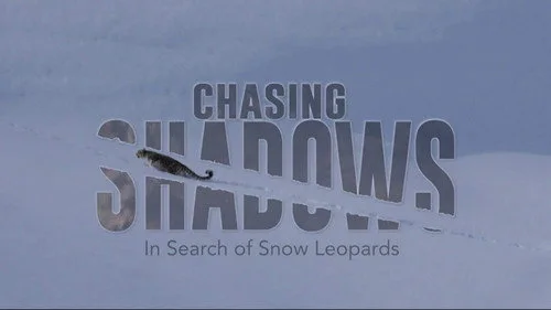 Chasing Shadows