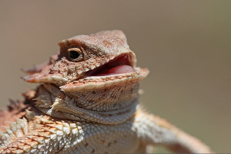 Laughing Leo