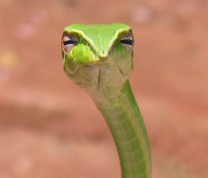 Sneaky Snek